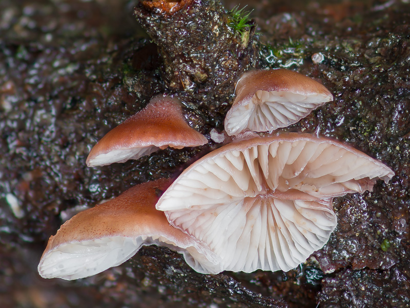 Panellus violaceofulvus